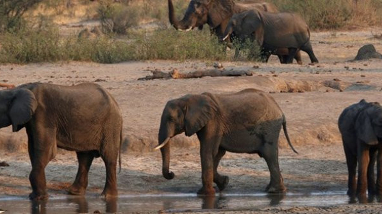 Zimbabve'de gizemli hastalıktan ölen fillerin sayısı 34'e yükseldi