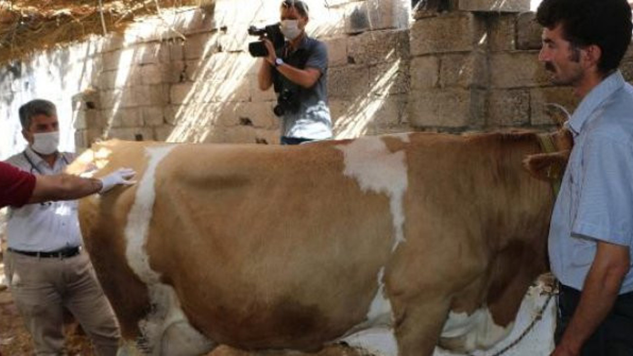 16 ineği bir gecede sivrisinekler öldürdü