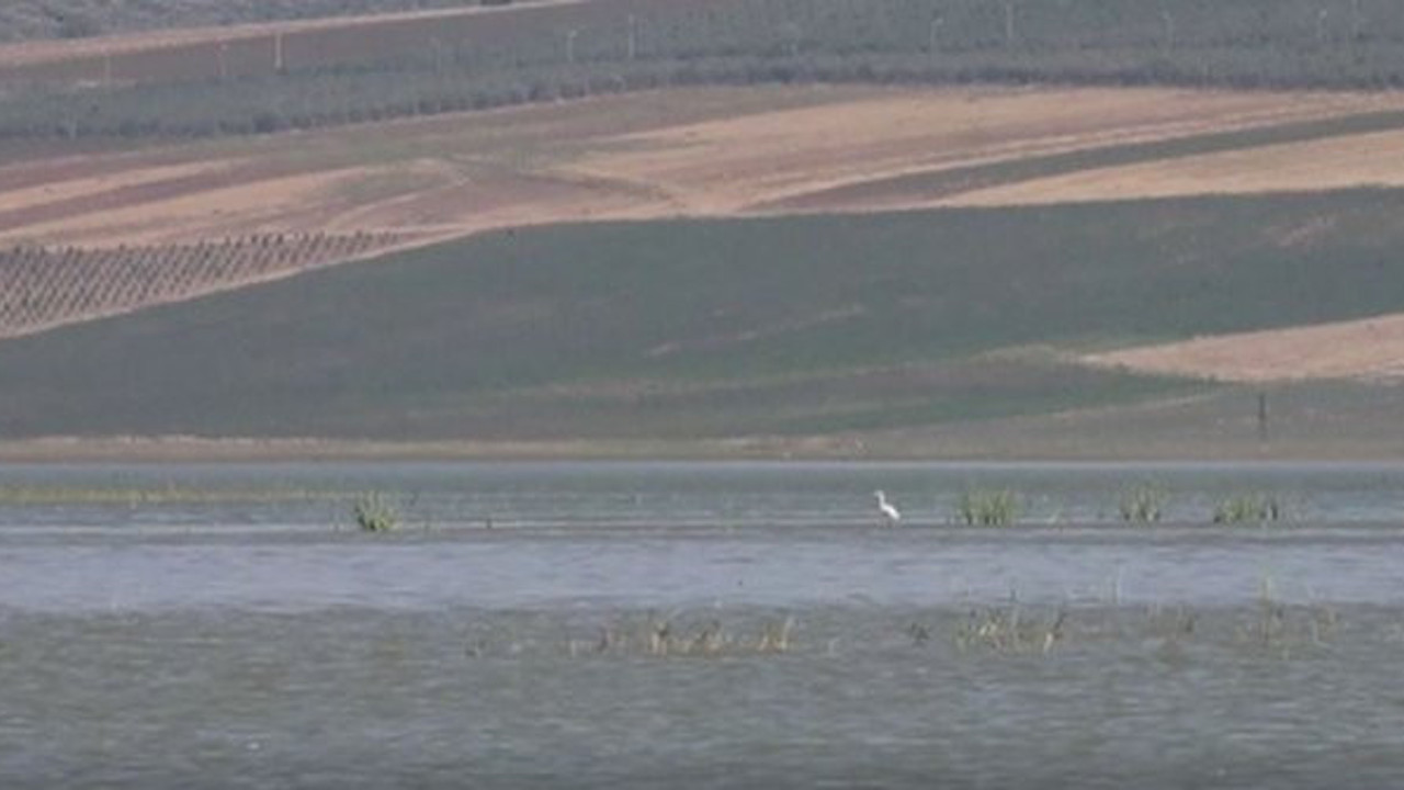 Reyhanlı barajında 14 yeni kuş türü keşfedildi