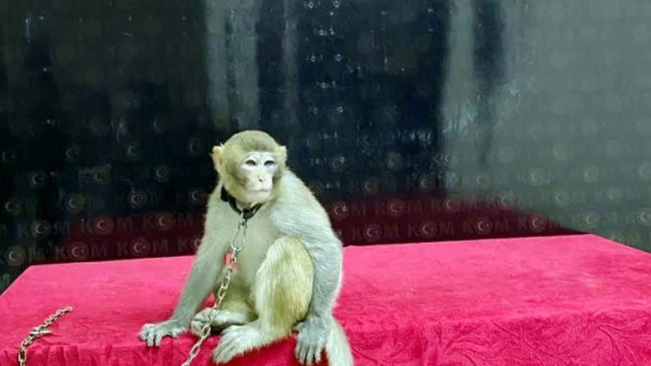 Gaziantep'te ele geçirildi, korumaya alındı