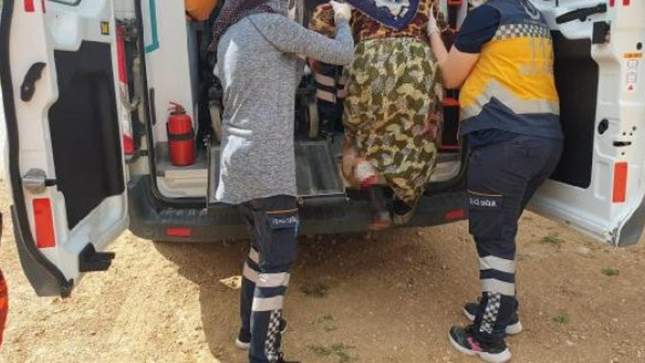 Azgın domuz çalıların arasından ok gibi fırladı. Ceviz toplayan köylü kadınlara saldırı. Çığlık sesleri kulakları sağır etti