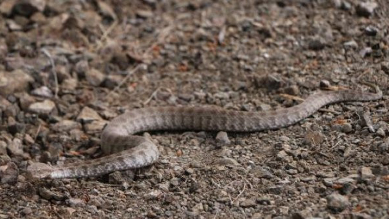 13 yaşındaki çocuk engerek yılanla kapıştı. Şanlıurfa bu olayı konuşuyor