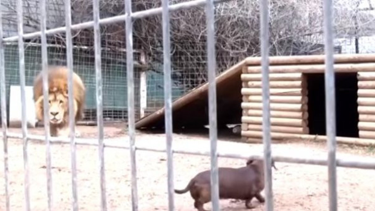 Aslan ile köpek kafeste karşı karşıya geldi. Korku dolu anlar