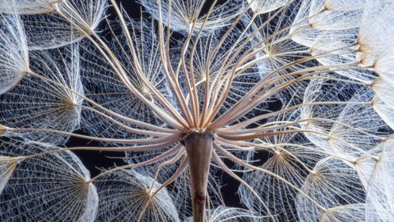 Tüm Avrupa’yı istila edecekler. Bilim insanları çaresiz