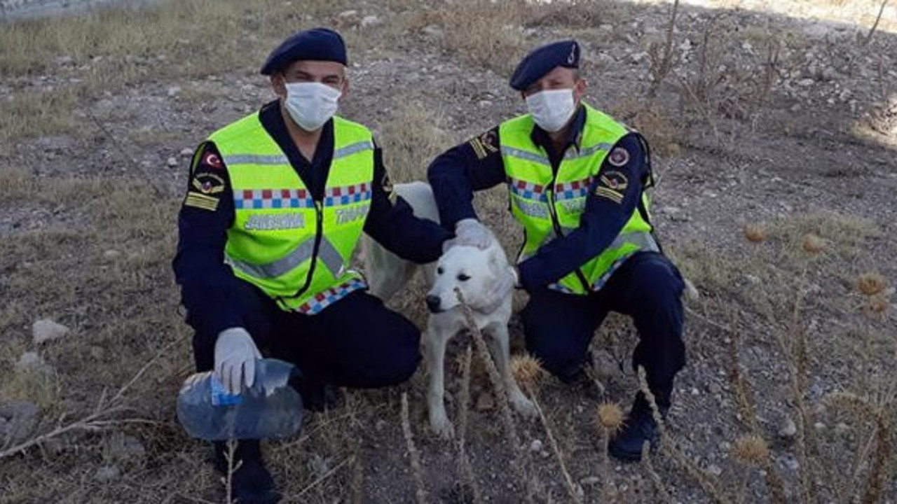 İyi ki iyi insanlar var. Başı bidona sıkışan köpeği kurtarmak için canla başla savaştılar