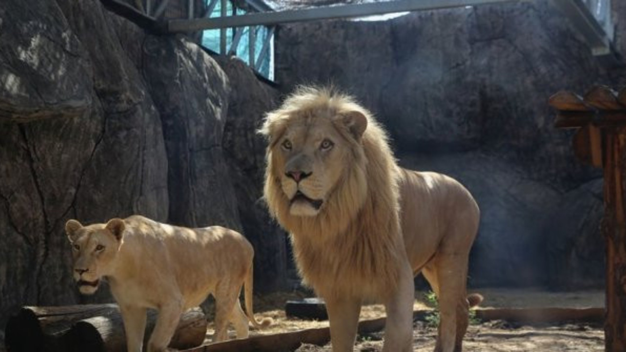 Türkiye'nin ekmeğini yiyip, suyunu içtiler. Şimdi Afrika'yı yeniden inşa edecekler