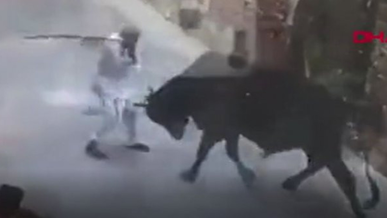 Yaşlı adam ile boğa kozlarını paylaştı. Birinin sopası diğerinin boynuzu vardı