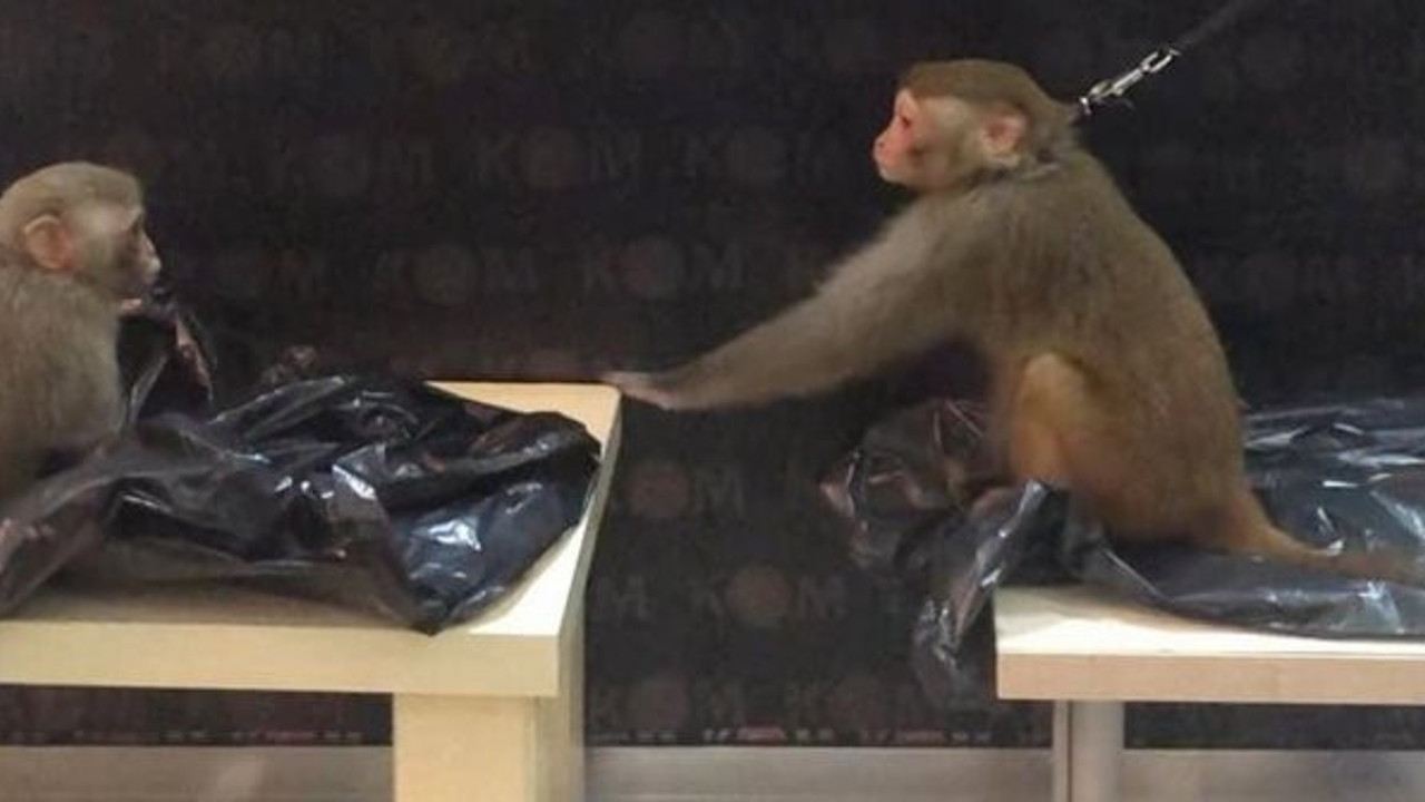 Muğla'da iki maymun koruma altına alındı