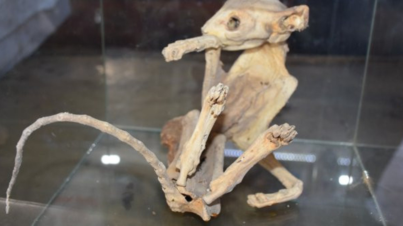 Gizemli iskeleti gören profesörler bile şaşıp kalıyor. Ne olduğu belli değil. Bakalım sırrı ne zaman çözülecek