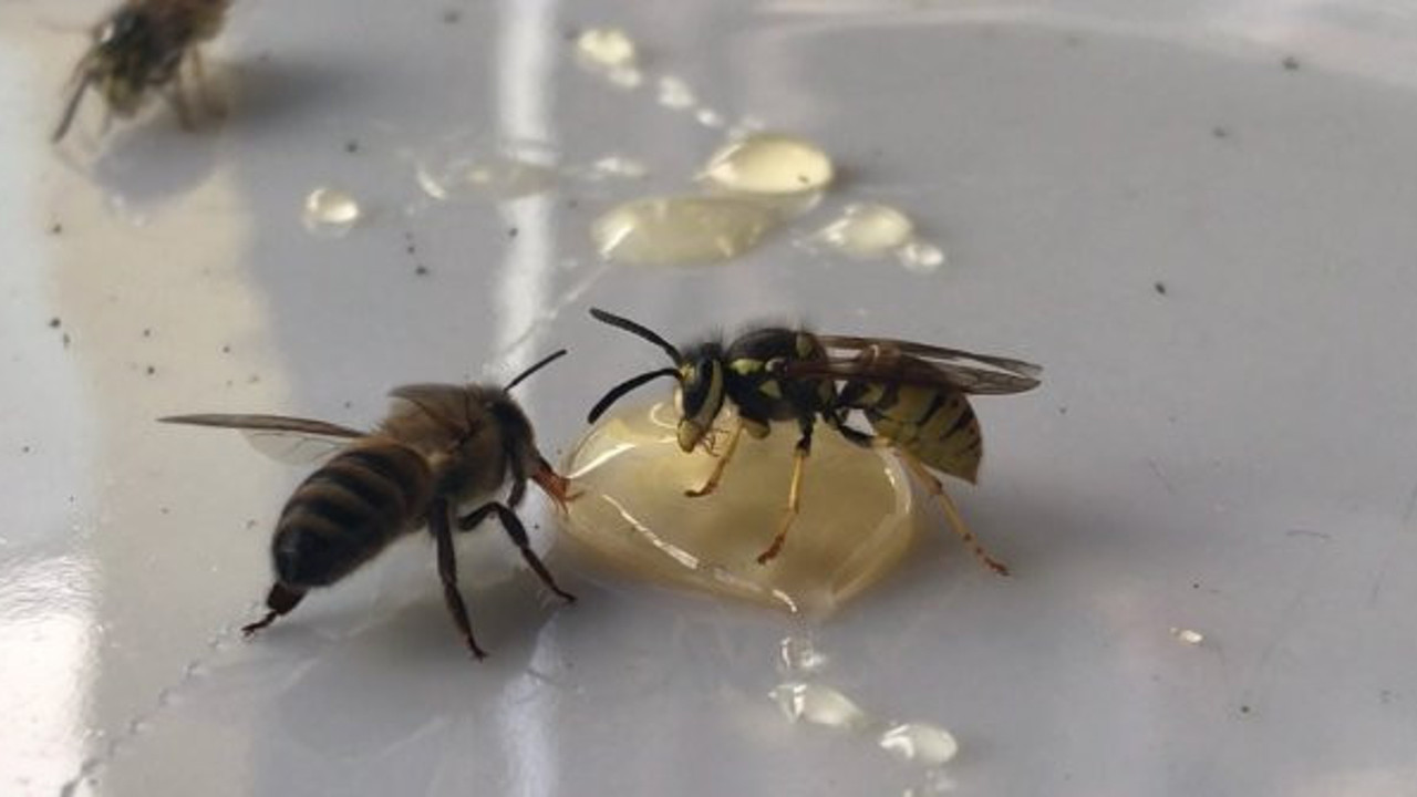 Her kaşık bal şifa değil hastalık saçıyor. Bayburt Üniversitesi'nden Doç. Dr. Özkan Bayram açıkladı