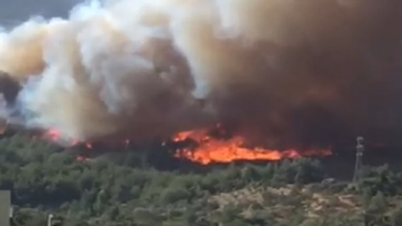 Hatay'da orman alev topuna döndü