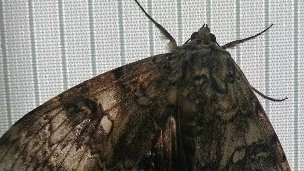 Çernobil'de mutasyona uğramış halde bulundu. Normal boyutlarından kat kat daha büyük