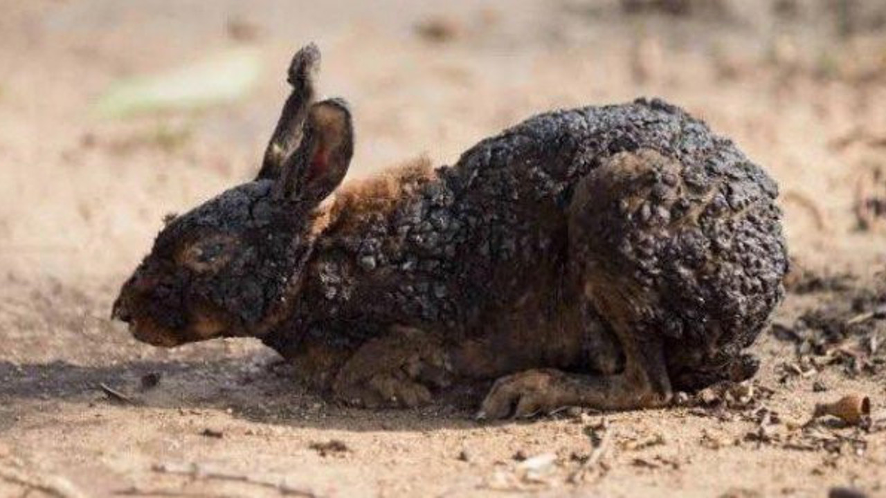 Bunu yapan insan olamaz, ne istediniz bu canlardan, sadece ormanlar değil yüreklerde yandı