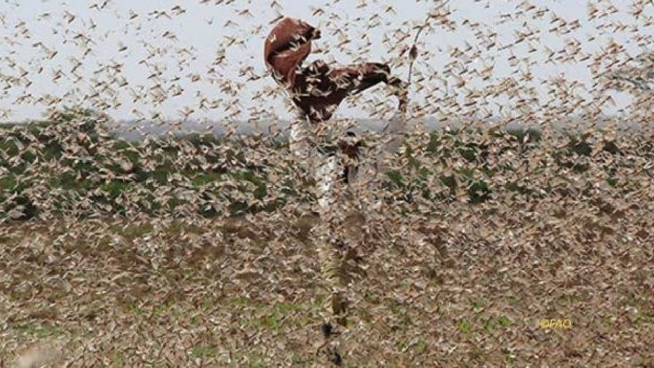 Yine geldiler. Kilometrekarede 80 milyon tane. 1 günde 150 kilometre katediyorlar