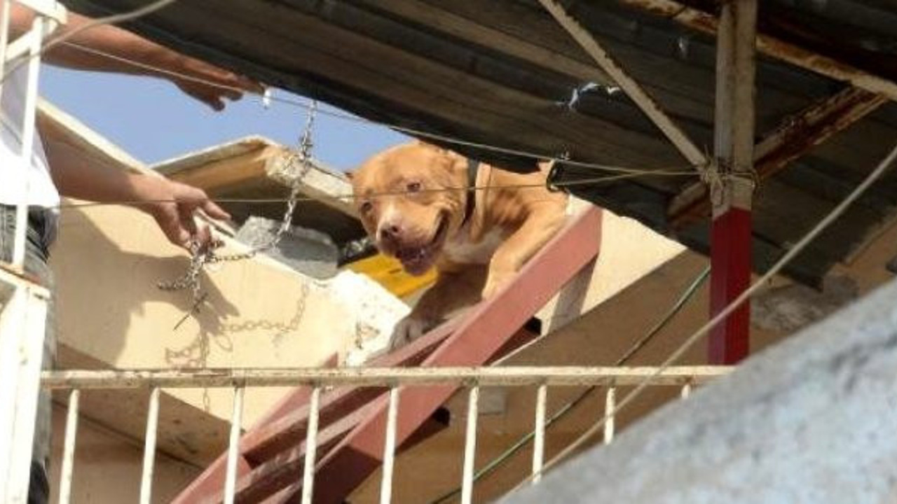 Adana'da pitbull operasyonu, biri sahipli iki köpeğe el koyuldu