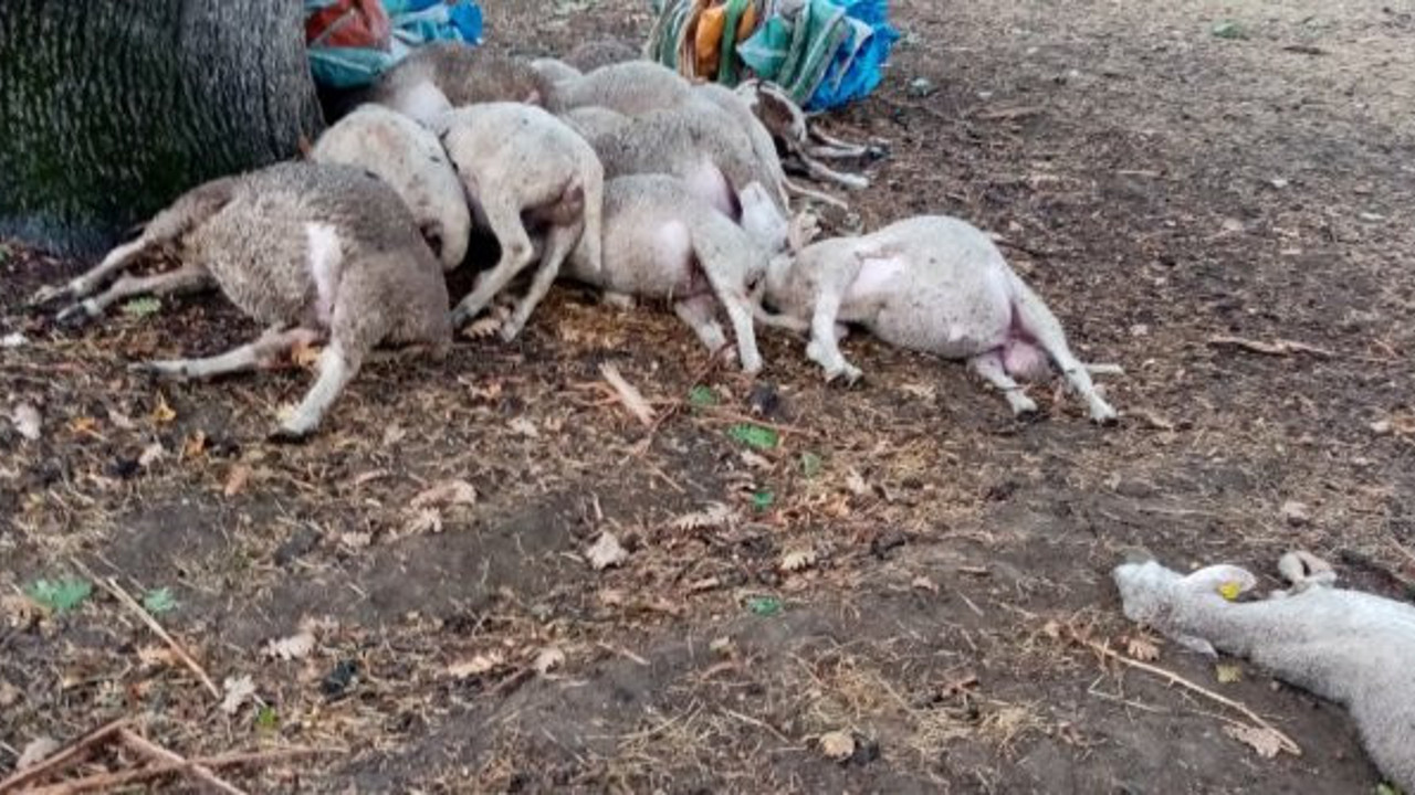 Yağmurdan kaçan koyunlar çırpına çırpına can verdi. Köylülerin ağıt sesleri ortalığı inletti