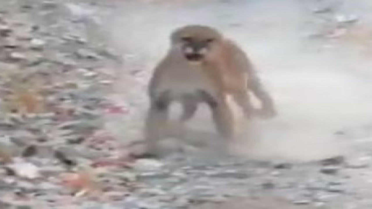 Puma ile adam ormanda karşı karşıya geldi. Tıslayan kızgın pumayı böyle durdurdu