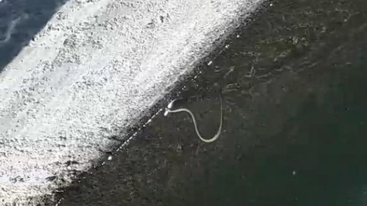 Yılanla balığın yaşam mücadelesi. Van'da vahşi yaşam görüntülendi