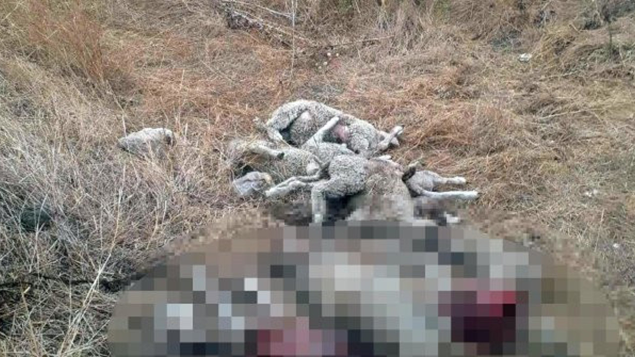 Edirne'de köylüler önce ağladı sonra silahlandı. Bu acıya yürek dayanmaz