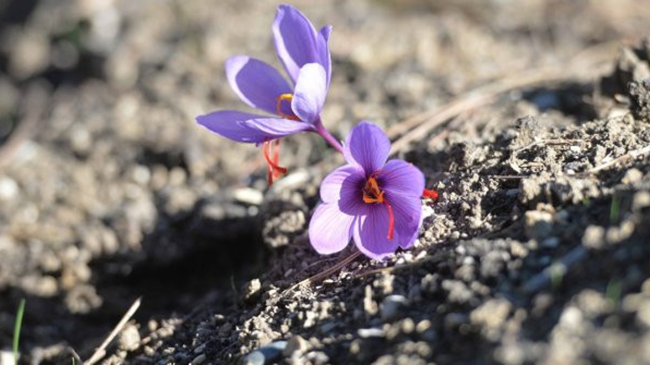 Mucize bitki çiçek açtı