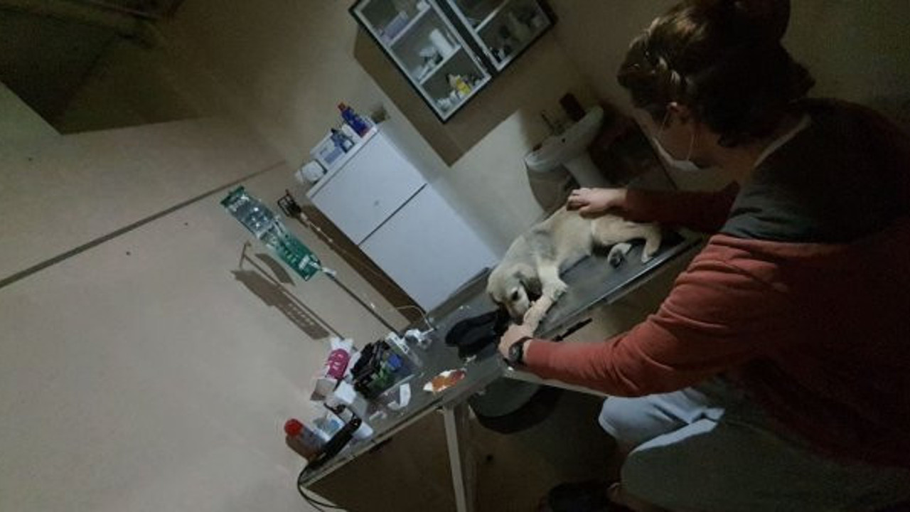 Çanakkale'de sokak köpeklerini zehirlediler