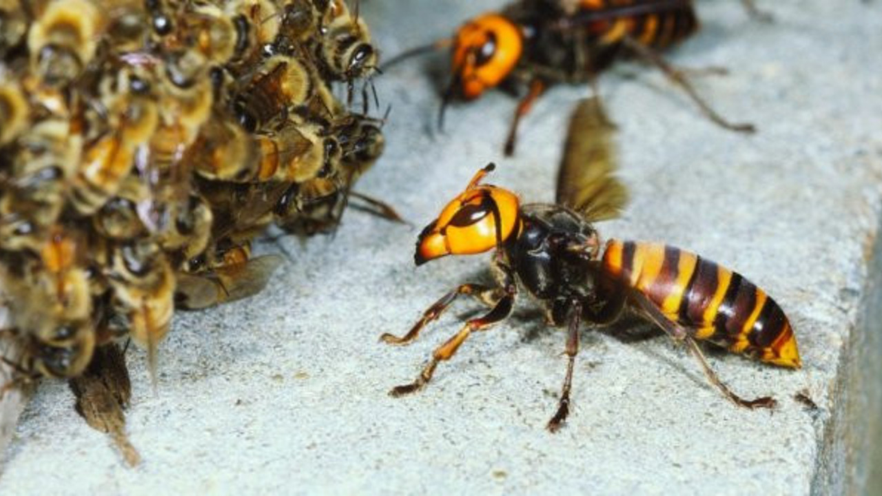 Katil lakaplı suç makinesi bilim insanlarının elinden kaçtı: Her yerde aranıyor