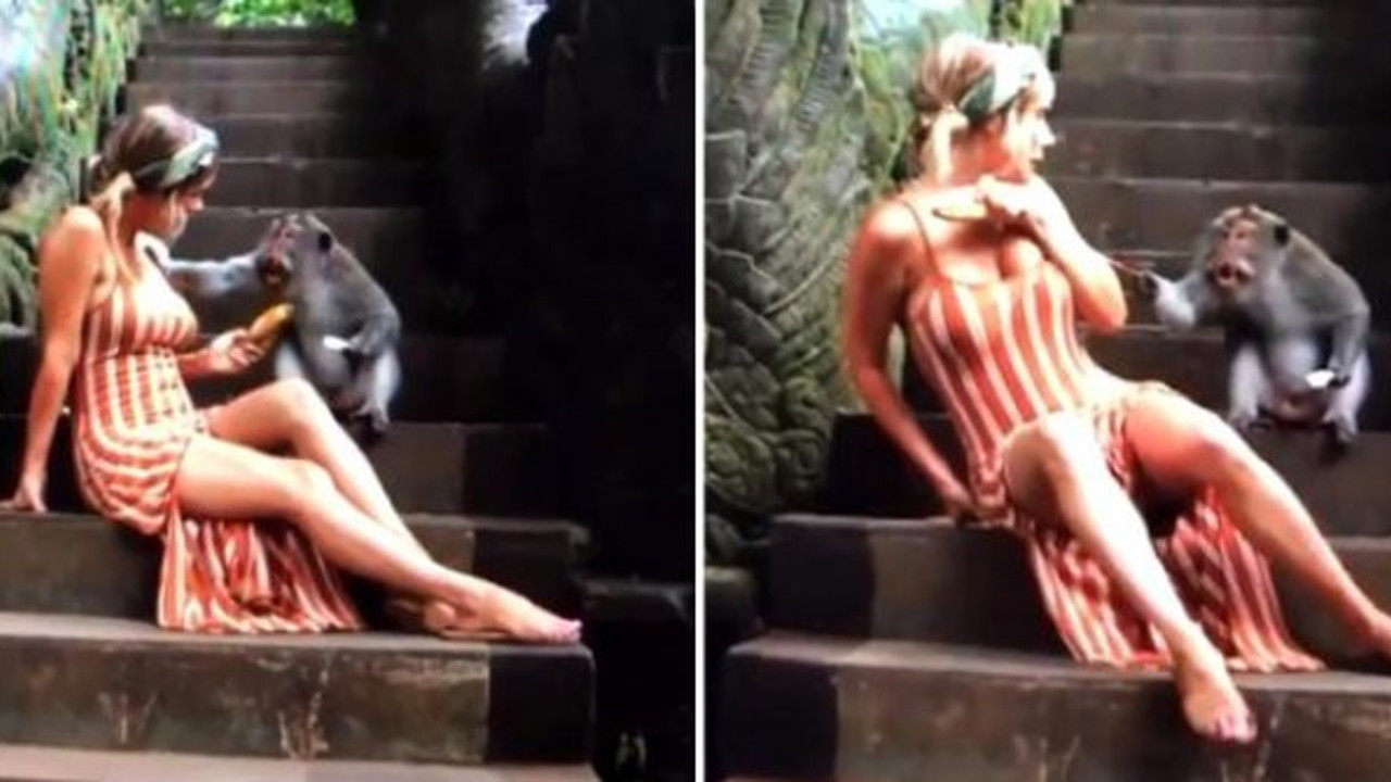 Herkes ünlü modele sarkıntılık yapan maymunu konuşuyor