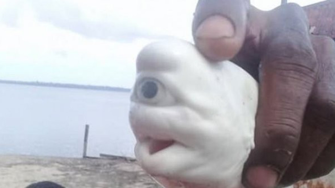 Hem süt beyaz hem tek gözlü. Endonezyalı balıkçılar şaşkına döndü