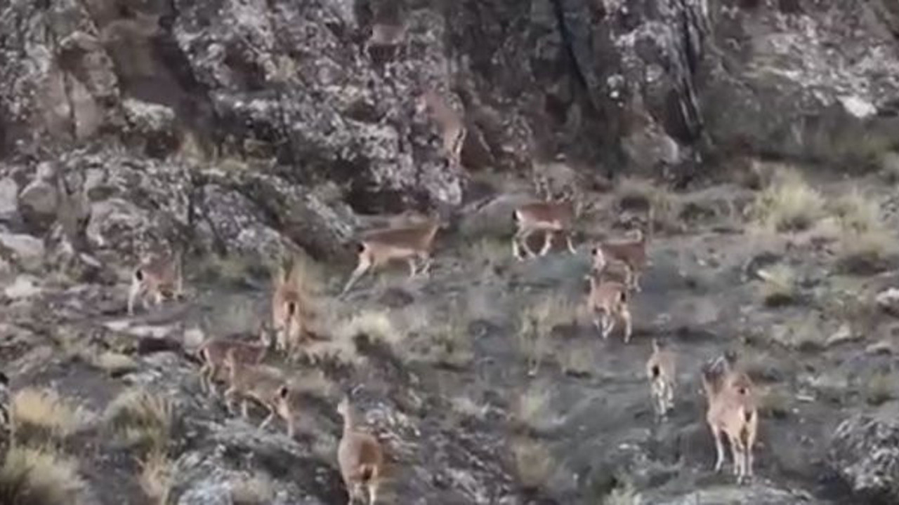 Ordu'da dağ keçilerinin zorlu yolculuğu