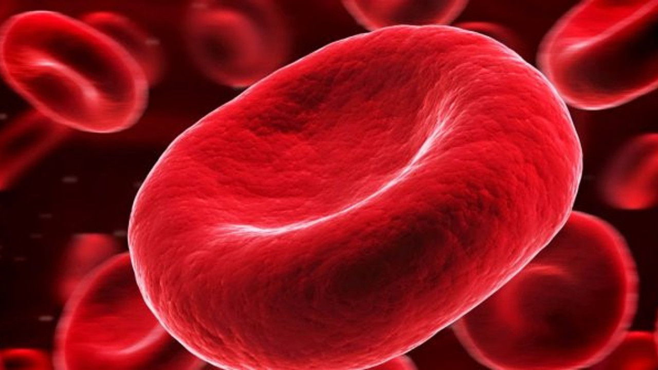 Altın kan diye biliniyor. Aktarıldığı kişiye şifa veriyor ancak önemli bir sorun var