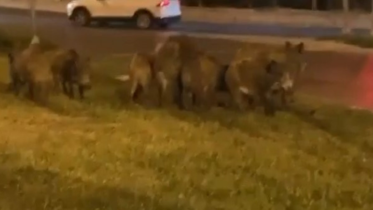 İzmir'de heyecan yaratan görüntüler. Babaaa koş domuz var.