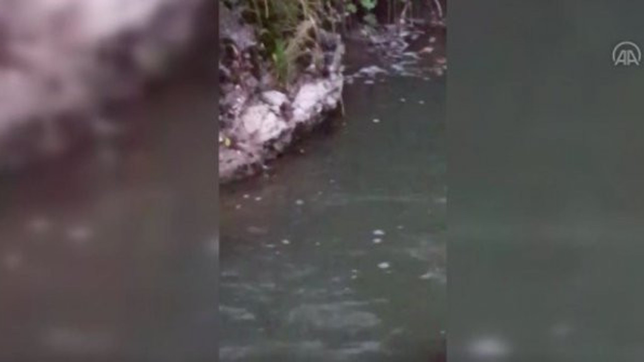 Nesli tükenme üzereydi Ankara Kirmir Çayı'nda görüntülendi