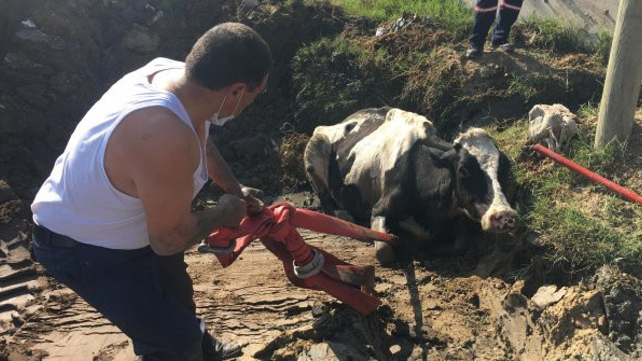 Bataklığa saplanan inek yoğun çaba sonucu kurtarılabildi