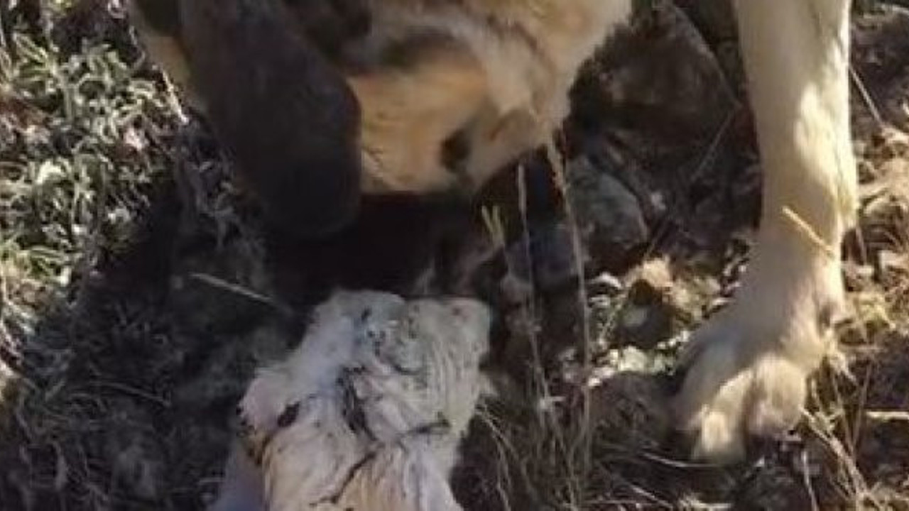 Yetim kuzunun annesi bakın kim oldu