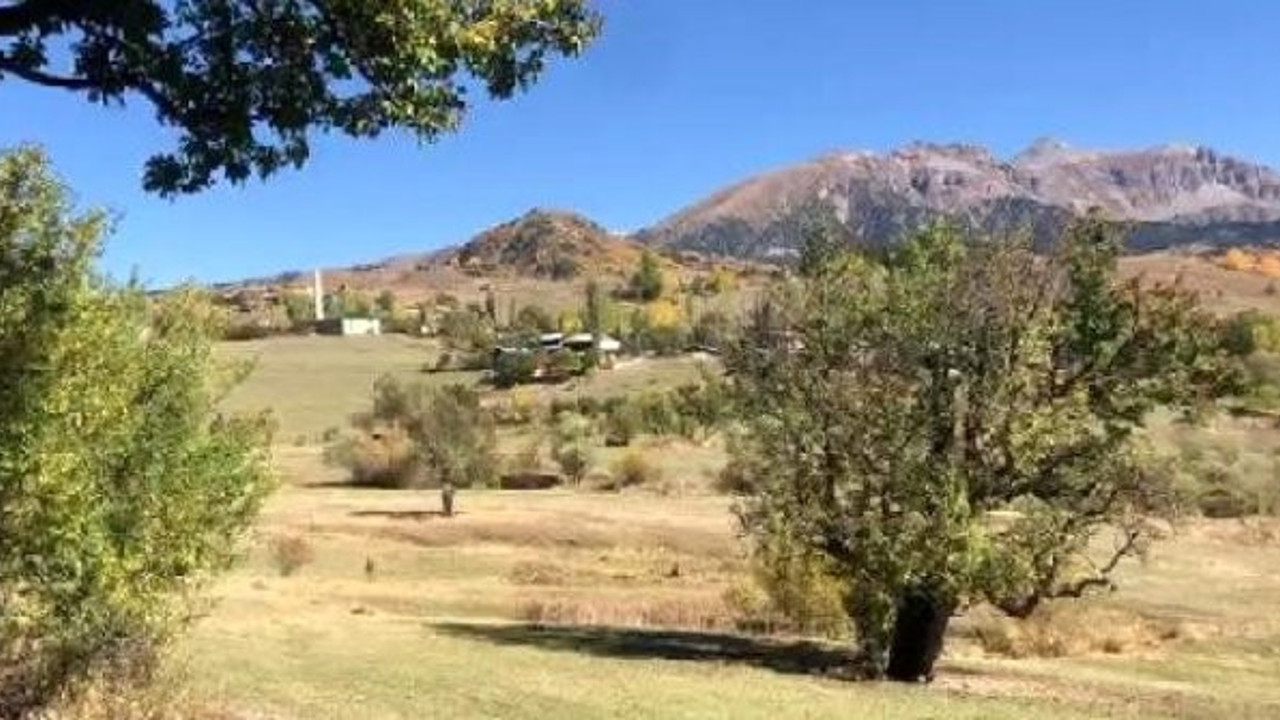 Dünyanın en yaşlı ağacı Artvin'de bulundu. Görenler hayrete düştü