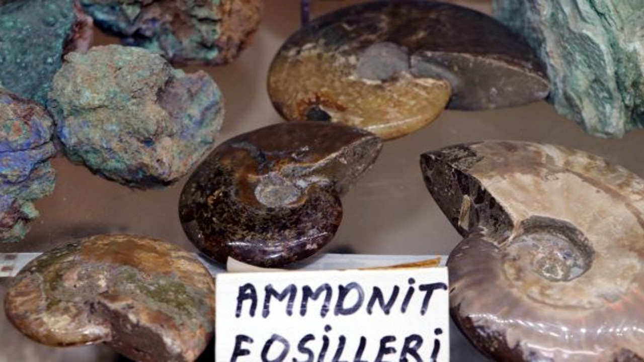 Trilobitler tam 550 milyon yıl öncesine ait. Kolye yapmak için dağ tepe dolaşırken buldu