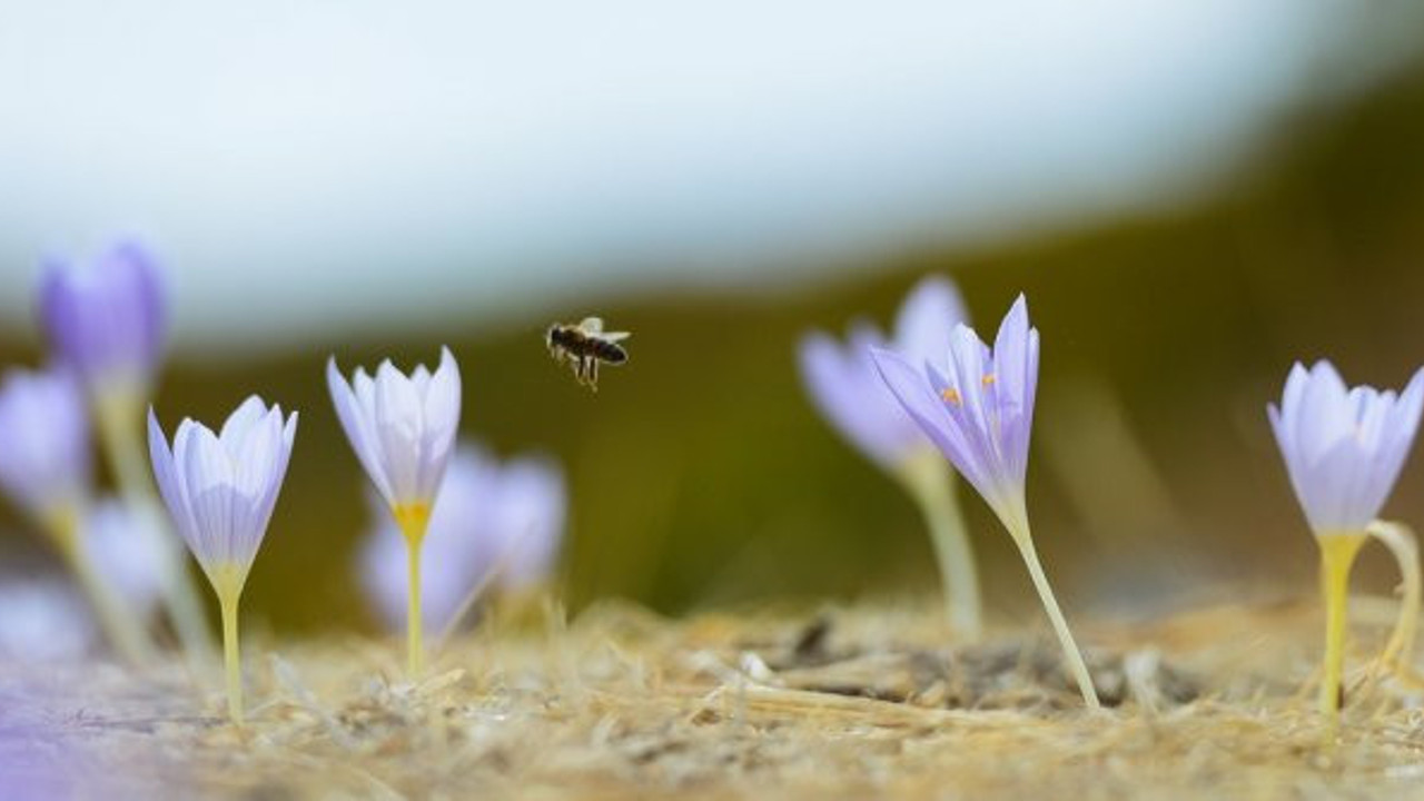 Tunceli'de çiçek açan vargitler, kışın haberini de getirdi