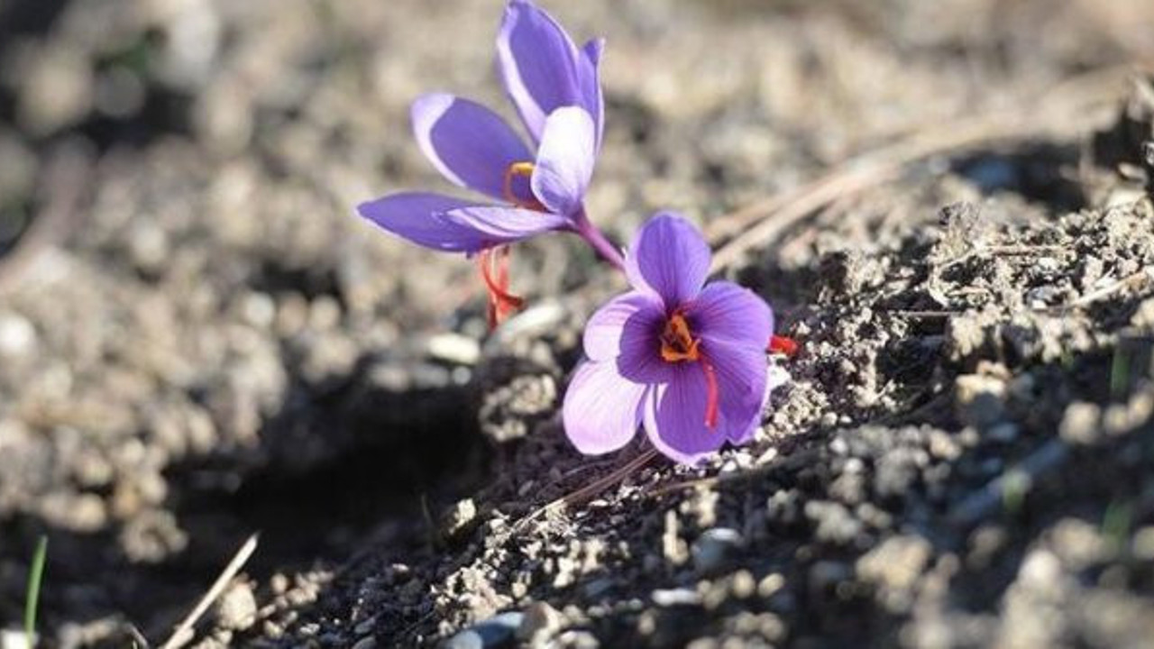 Safran nedir. Safranın faydaları nelerdir. Safranın kilosu ne kadar, kaç TL?