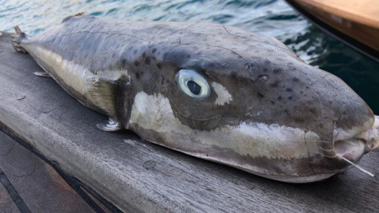 Bodrumlu amatör balıkçı zıpkınla avladı. 1 metre boyunda 6 kilo ağırlığındaki zehirli balon balığını yakaladı