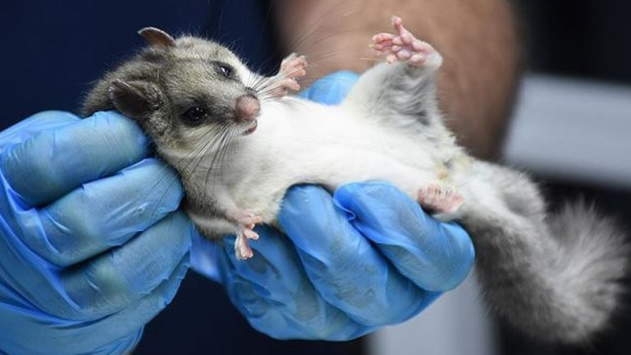 Nesli tehlike altında olan ağaç yediuyuru Bartın'da görüldü