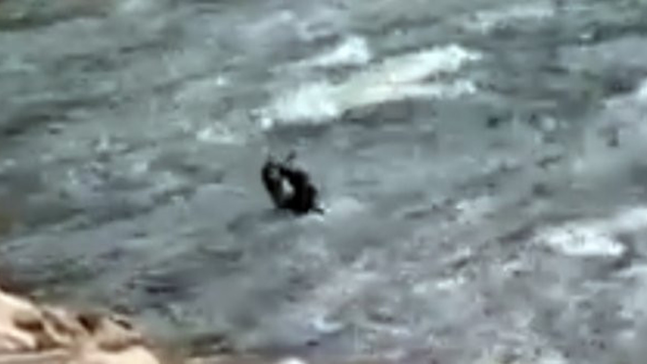 Belgesel hayvanı su samuru Tunceli'nin Munzur Gölü'nde