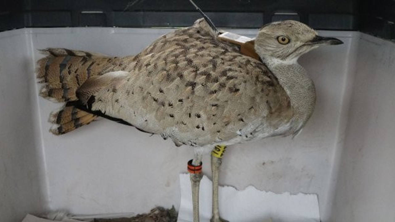 Trabzon’da görenler büyülendi kaldı. Nesli tükendi diye biliniyordu