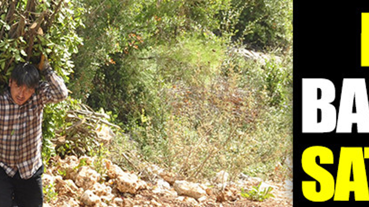 Tarım bitince defne yaprakları yeni geçim kaynakları oldu. Dikenler içinden toplayıp sırtlarında indiriyorlar. Dünyanın birçok ülkesine ihraç ediliyor