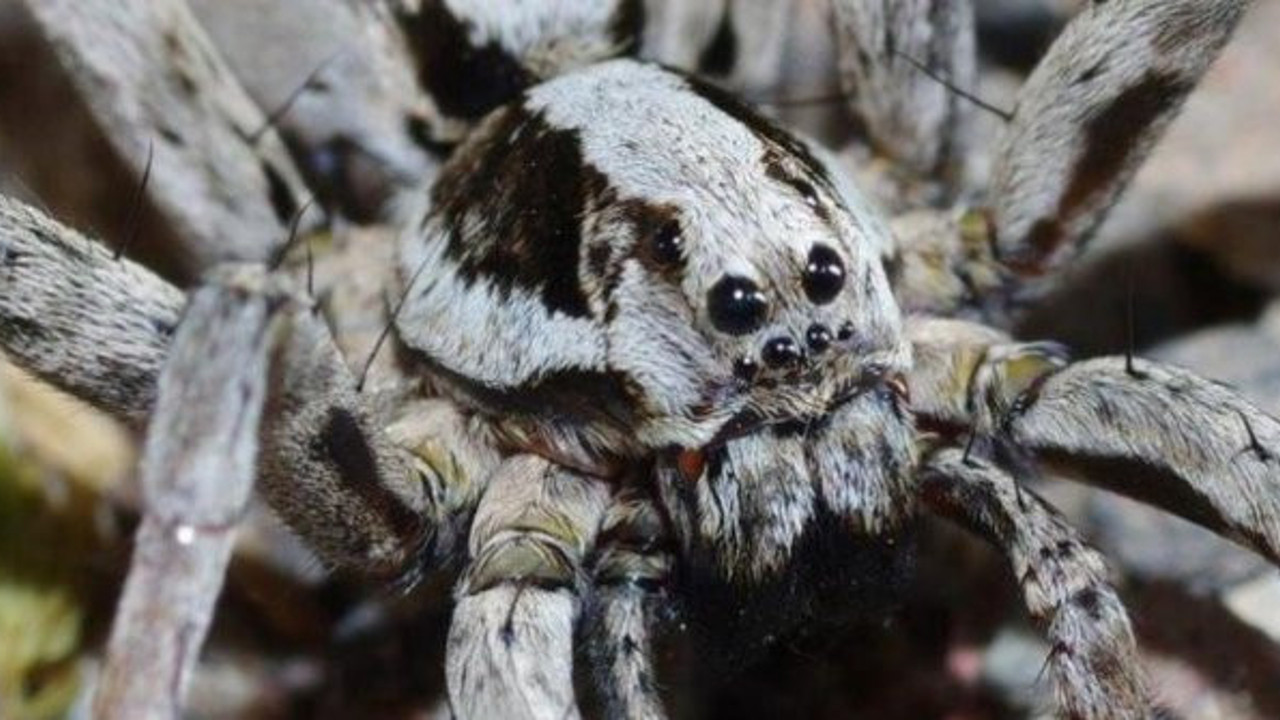 Britanya'da görülen Büyük Tilki'nin nesli tükendi zannediliyordu, 27 sene sonra ortaya çıktı. Kurbanlarına zehir enjekte edip öldürüyor