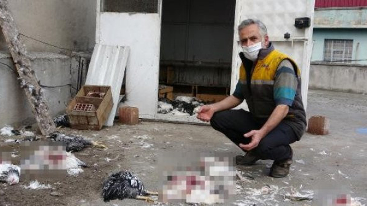 Tavukların çığlıklarına kimse yetişemedi. 53 tavuğun acı sonu sahibini mahvetti