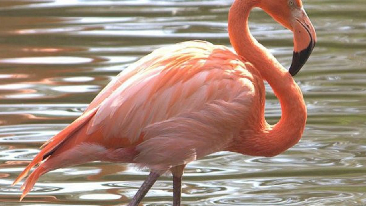 Flamingo avına rekor ceza
