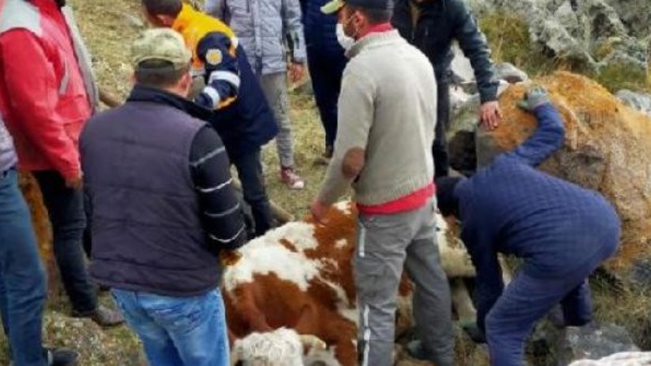 Kayalıklardan düşen inek, saatler süren operasyon ile kurtarıldı