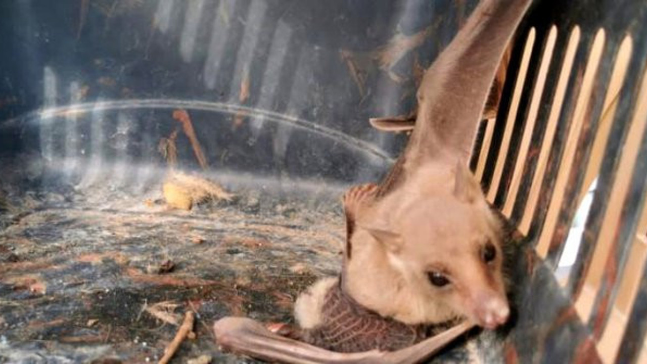 Brezilya'da yaşıyordu. Kan ile besleniyor artık Türkiye'de