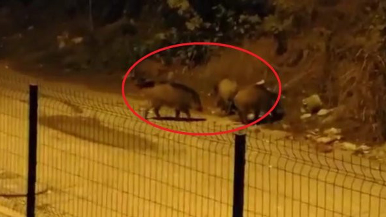Aç kalan domuzlar Bursa'yı işgal etti