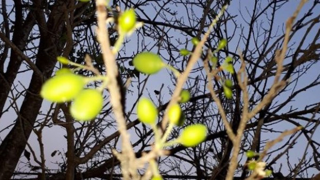 Kasım ayında hiç olmayacak şey oldu. Türkiye’de görüldü, her şey tersine mi dönüyor